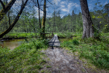 Nad Tanwia Nature Reserve, The gorge of the Tanew River,  Sopot River, Roztoczanski National Park,  Beautiful Polish landscapes, tourist trails in Poland