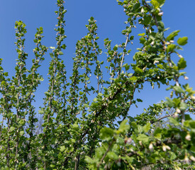 Fototapeta na wymiar gooseberry bush with green foliage and flowers