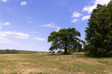 old tall oak with green foliage during drought