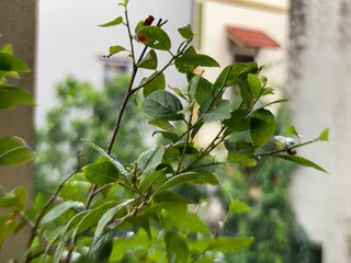 tomatoes on a vine