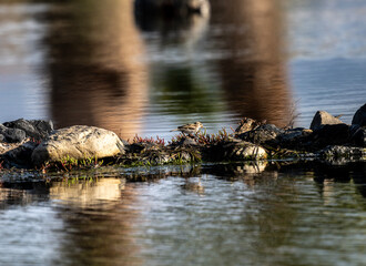 gray sparrows looking for food near a lake in natural conditions on the island of Crete on a summer day