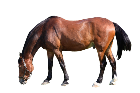 Horse Side View isolated on transparent background, horse grass grazzing , eating grass PNG 