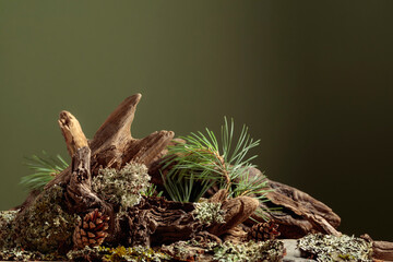 Abstract north nature scene with a composition of lichen, pine branches, and dry snags.