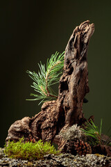 Abstract north nature scene on a dark green background.