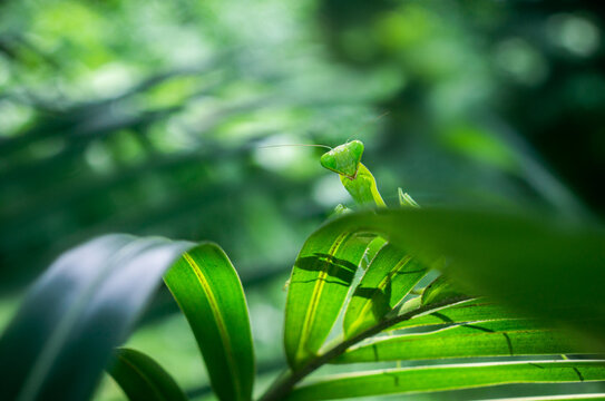 Macro of a mentis 