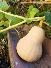 pumpkin on the garden
