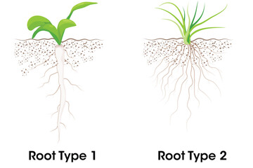 Two Types of root systems taproot and fibrous  - obrazy, fototapety, plakaty