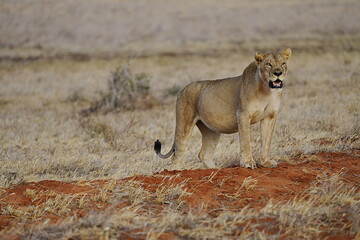 Lioness in african savanna of Tsavo East National Park in Kenya