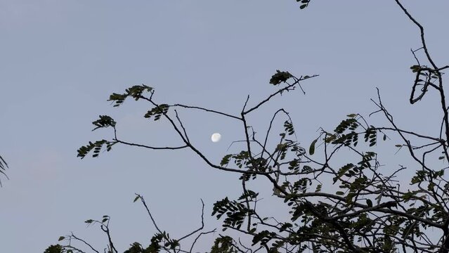 Luna entre las ramas