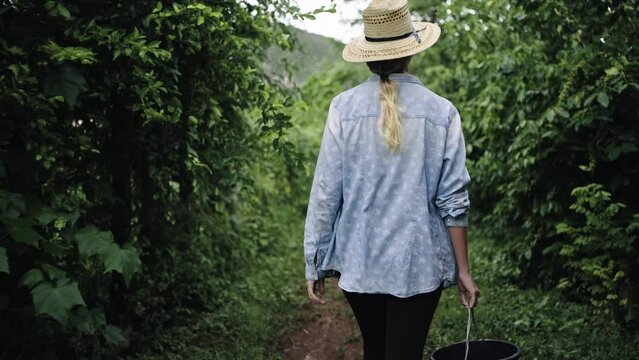 Young woman farmer walking on a organic coffee plantation in Latin America 