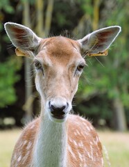 Deer closeup in the park
