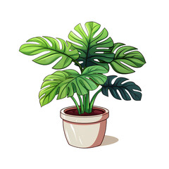 monstera houseplant isolated on a white background