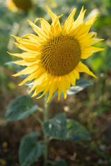 Close up photo of one sunflower. 