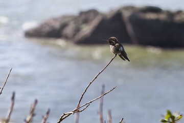 Anna's Hummingbird in San Francisco