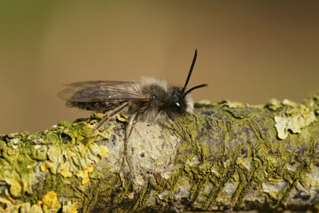 Close up on a male red- bellied miner solitary bee, Andrena ventralis on wood