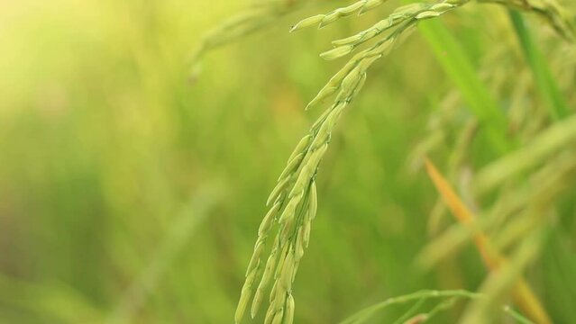 Close up rice plant moving in the wind