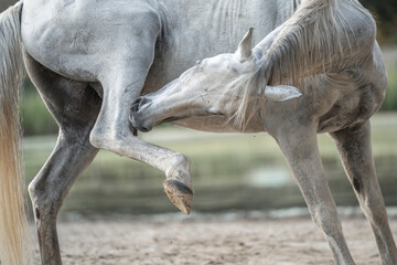 Horses living in paddock paradise scratching itself