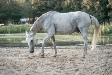 Obraz premium Horses living in paddock paradise