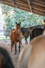 Horses living in paddock paradise