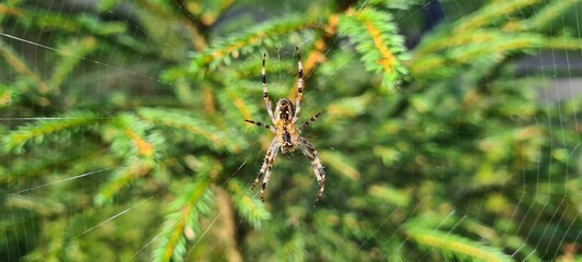 Kreuzspinne im Netz
