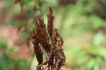 close up of dry leaf