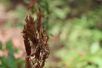 close up of dry leafs