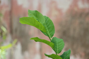green leaves on a branch