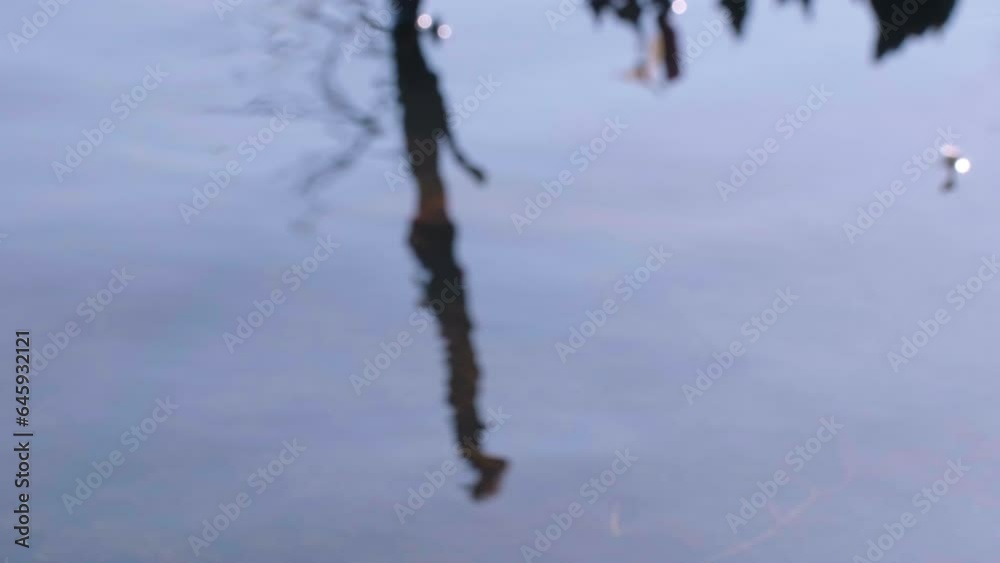 Poster reflection of branches on the surface of the water