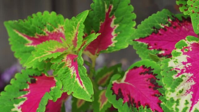 Colorful patterned leaves of the Colius plant on a gray background 