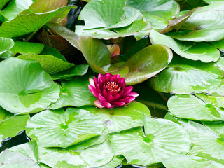 (Nymphaea alba) European white water lily or white nenuphar. Red cultivar growing in a pond with...