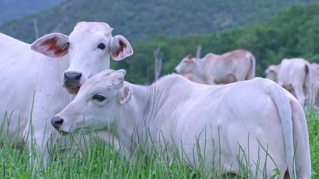 Herd of cows raised naturally
