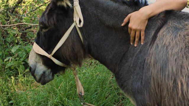 A peasant woman brushing the hair on the neck of a donkey. Close-up of the animal's head, frozen with pleasure. The care of animals on a farm. The concept of cattle breeding