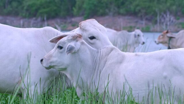 Herd of cows raised naturally