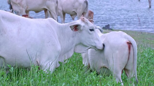 Herd of cows raised naturally