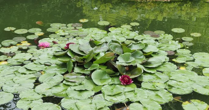 (Nymphaea alba) European white water lilies or white nenuphars. Red cultivars growing in a pond with large rounded veined and leathery leaves submerged on water
