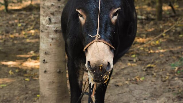 A black donkey chewing food. Donkey's muzzle is covered with food and drool. Drool is flowing from the mouth. Close-up. Slow motion. Feeding animals on a farm