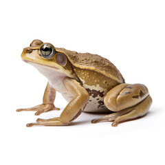 Obraz premium frog on white background