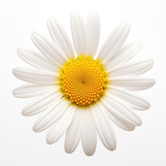 daisy isolated on white background