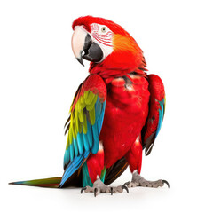 Fototapeta premium red and yellow macaw