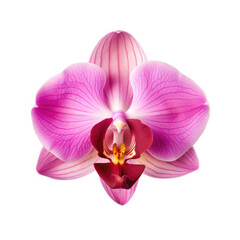 orchid isolated on white background