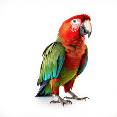 Obraz premium red and yellow macaw isolated
