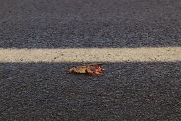 Dead frog on the highway. Frog or toad was hit by a car.Carcass of animal. Animals were killed. Veterinary medicine. Exotic Veterinary. wildlife vet.