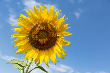 Sunflower on blue sky background