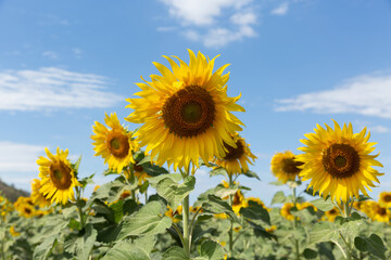 Sunflower plants on blue sky background