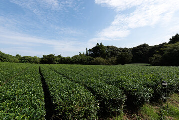 Fototapeta na wymiar Rows of tea plants farm in japan