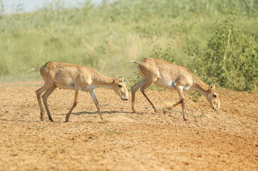 Wild rare animals, baby saiga antelope, endangered in their natural habitat
