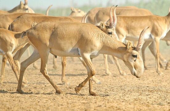 Wild rare animals saiga antelope, endangered in their natural habitat