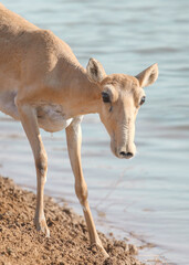 Wild rare animal, female saiga antelope with beautiful horns, endangered in its natural habitat