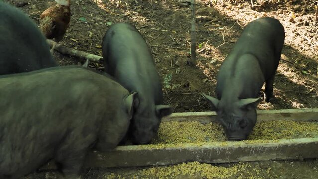 Close-up of a family of black pigs eating from a wooden trough. Feeding mini pigs on a farm. View from above. Concept of livestock and pig farming