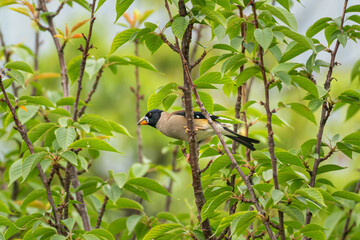 Beautiful Chinese Grosbeak sitting on branch and eating food